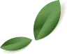 hojas